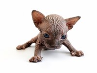 ŞECERELİ SPHYNX YAVRULARIMIZ YENİ YUVALARINI ARIYOR