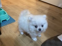 1.5 aylık pomeranian yavruları