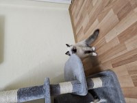 Sahiplenmek İsteyenler İçin Ragdoll Dişi Yavrum Tarçın