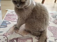 2 YAŞINDA UYSAL VE EĞİTİMLİ BRİTİSH KEDİMİZ
