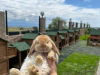 Mini Lop Tavşan Çiftliği - Her İle Gönderim!