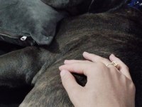 Safkan cane corso