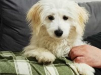 8 aylık maltese terrier
