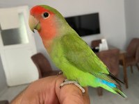 Ele alışkın sağlıklı cennet sevda papağanı