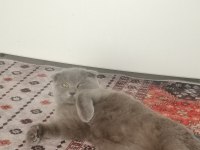 1 yaşında dişi Scottish Fold kedimiz