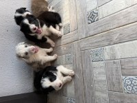 Üreticiden Harika Border Collıe Yavrular