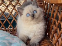 Masmavi Gözleriyle Bluepoint British Shorthair
