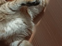 YURT DIŞINA ÇIKCAM ACİL KEDİMİZ
