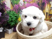 A KALİTE Maltese Terrier YAVRULAR