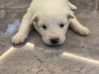 SAFKAN SAMOYED YAVRULARI KARTOPU