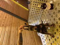 Sağlam doberman yavrusu erkek