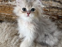 2 buçuk aylık british longhair bebeğimiz