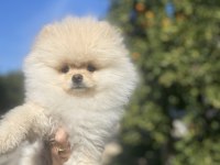 Ayı surat pomeranian boo erkek