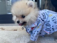 Leo pomeranian boo
