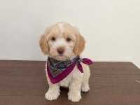 Maltipoo yavrularımız
