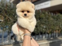 Ayı Surat Pomeranian Boo Yavrularımız