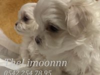 Veteriner Hekim Kontrolünde Maltese Terrier Yavruları