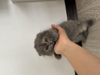 2 aylık dişi uzun tüylü scottish fold