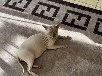 3 YAŞINDAKİ ERKEK SFENKS KEDİME DİŞİ EŞ ARIYORUM