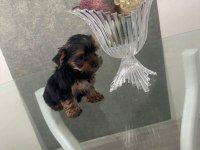 Yorkshire terrier yavrularım
