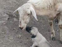 1 aylık çoban köpeği yavruları