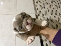 Egzotik İngiliz Bulldog yavrularımız