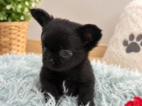 SİYAHIN EN GÜZEL TONU MİKRO TEACUP PRENS VE PRENSES ŞİVAVA