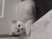Safkan british shorthair silver dişi yavru