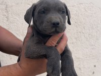 KALİTELİ CANE CORSO YAVRULAR