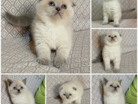 Scottish Ve British Blue Point