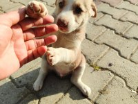 3 dişi yavru köpeğe yuva arıyorum