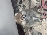 POMERANIAN ERKEK KÖPEĞİMİZ AYI SURAT ERKEK