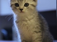 Tatlı scottish fold yavruyu sahiplendiriyorum