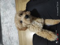 10 Aralık doğumlu 3 aylık dişi çipli karneli maltipoo