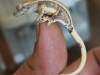 Crested Gecko Üst Kalite