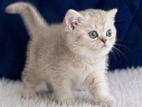 British Shorthair Silver Yavrular