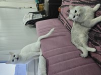 Safkan british longhair
