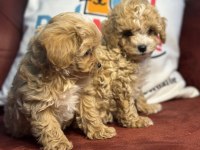 Yasal ruhsatlı çiftlikden maltipoo yavrular