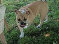 6 aylık dişi ingiliz bulldog