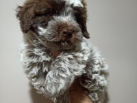 Lagotto romagnolo satılık 4 aylık