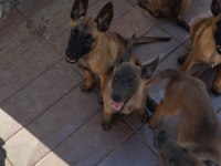 Belçika malinois köpeği