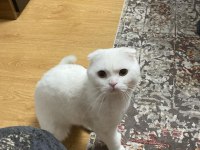Bembeyaz Scottish Fold Hair