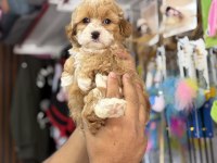 Türkiyenin En Güzel Maltipoo Bebekleri Core