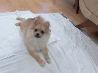 Pomeranian 5 aylık oğlumuz aşıları bitmiş