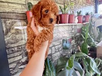 Dişi Toy Poodle