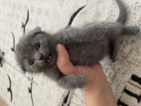 Güzeller güzeli yavrularımız scottish fold