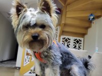 Yaşını yeni doldurmuş Yorkshire terrier