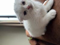 Yavru scottish fold kedisi