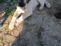 Malaklı yavru kangal erkek orjinal
