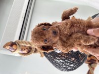 Safkan toy poodle 3 kg altı